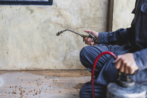 Best Termite Control Services  in Dalton, GA